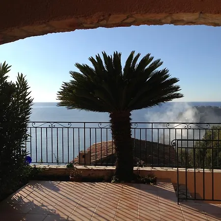 Des Eucalyptus A Theoule-sur-mer * Théoule-sur-Mer